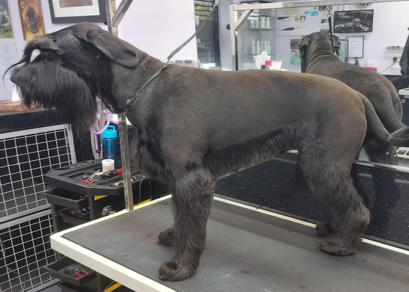 Professioneel getrimde hond - hondentrimsalon Trimke Nijmegen