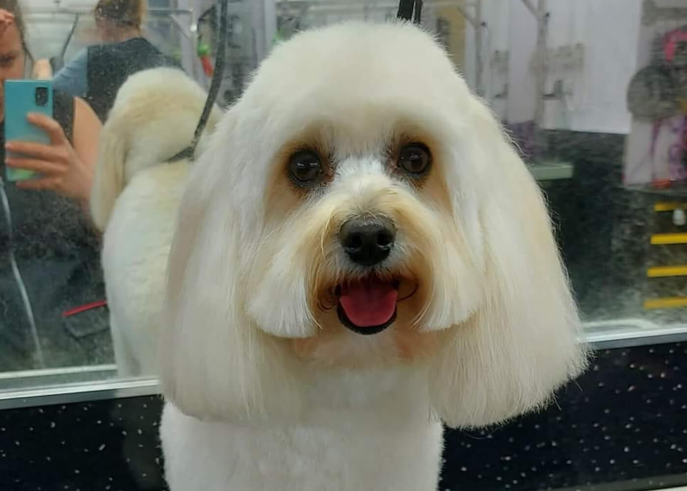 Getrimde hond bij Honden Trimsalon Trimke – trimsalon Nijmegen